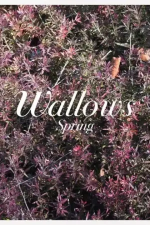 Instant Buy Wallows - Spring (LP)