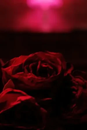 Best Seller Paper Kites - Roses (LP)